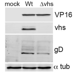 Downregulation of nectin1 in HSV1-infected cells is not a consequence of host shutoff.jpg